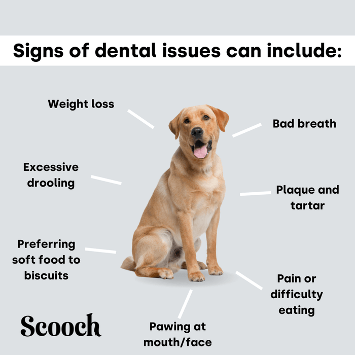 Dental Sticks.